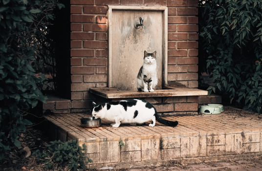 cat drinking water from fountain wet food bowl