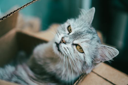 cat straining in litter box urinary problem