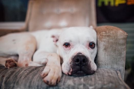 dog sitting resting indoors looking tired