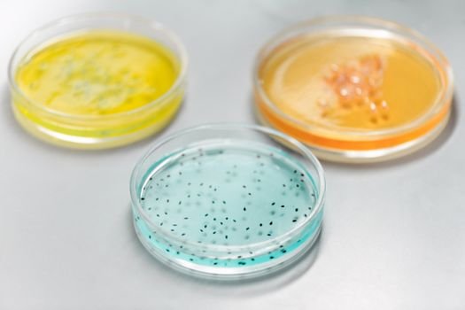 fertility clinic laboratory embryo ivf petri dish microscope