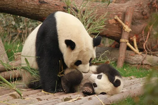 giant panda family mother baby panda wildlife conservation