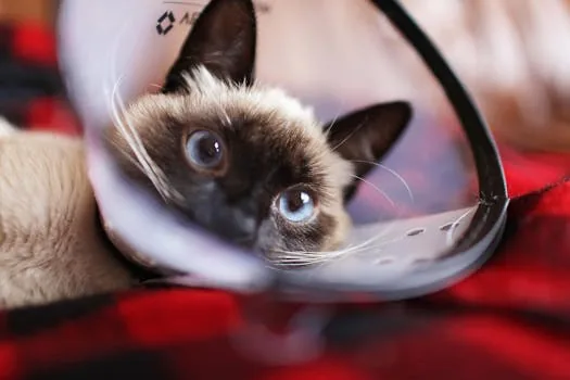 happy calm cat resting after surgery recovery cone collar