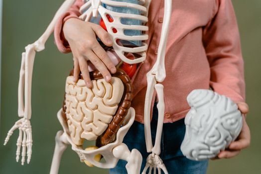 human body digestion hormone brain appetite suppression illustration