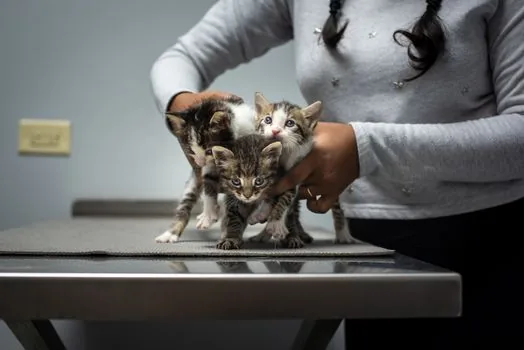 kitten age growth stages cat health veterinary