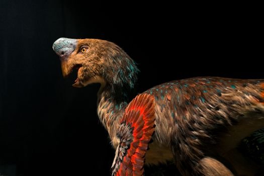 oviraptor dinosaur illustration feathered beak prehistoric