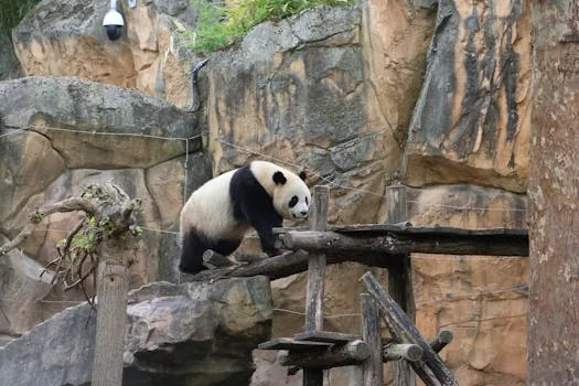 panda world exhibit zoo visitors viewing window