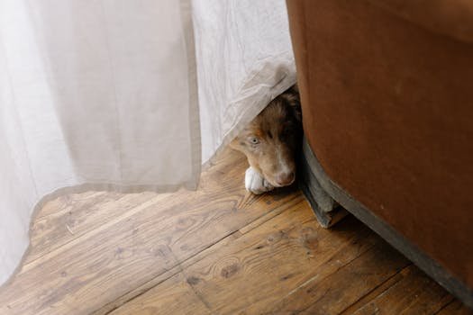 dog anxiety stress behavior alone home worried