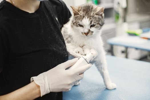 cat at veterinarian clinic health checkup examination