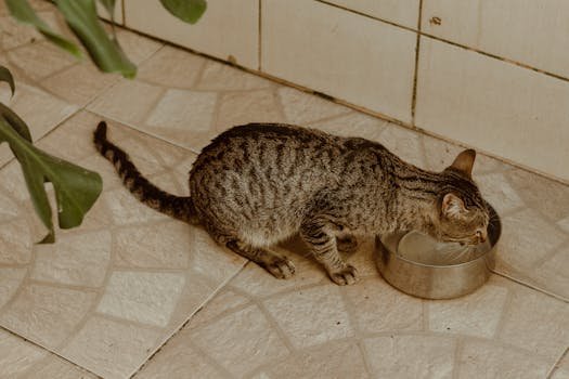 cat drinking water bowl hydration health care