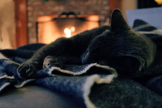 cat comfortable cozy home blanket warm safe