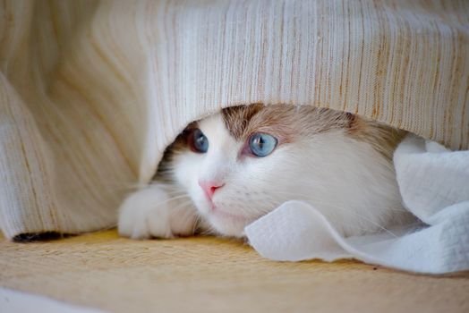 stressed cat hiding under blanket indoor