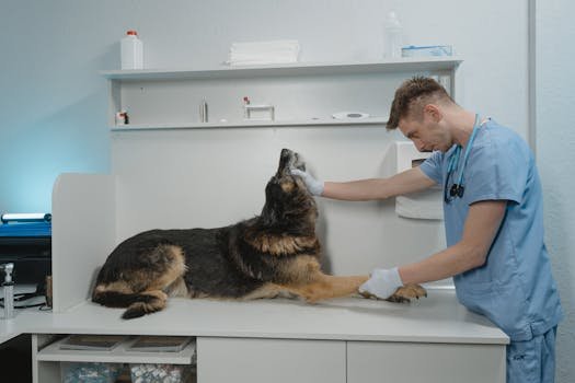 veterinarian examining dog knee joint clinic